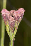 Bristleleaf chaffhead